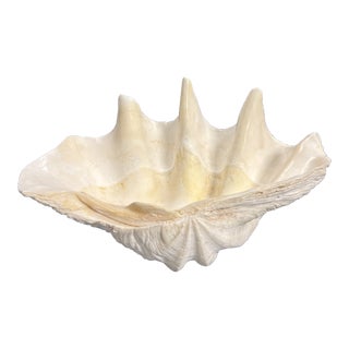 South Seat Natural Giant Clam Shell For Sale