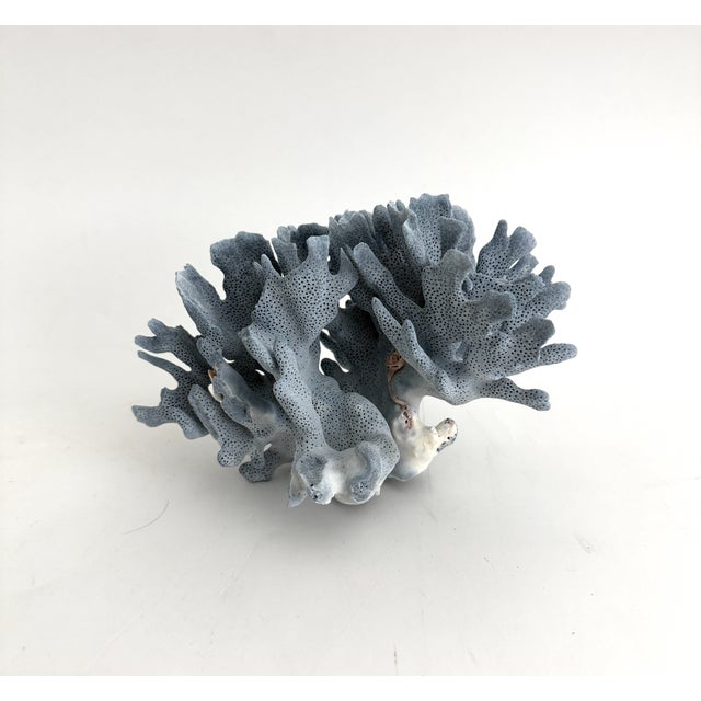 Late 20th Century Natural Blue Coral Specimen For Sale - Image 5 of 6