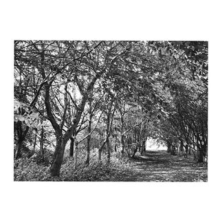 Paul Cooklin, Eye Moor and Woodland, Edition of 50 For Sale