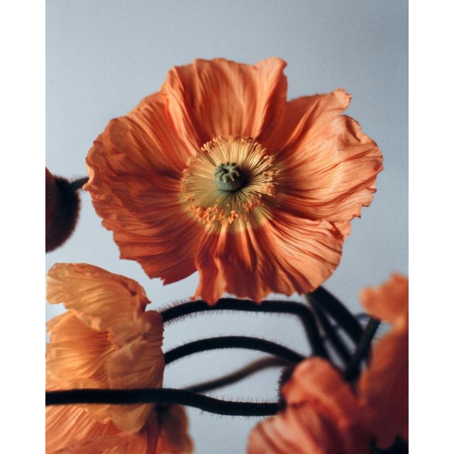 Orange Poppies No.2' Analogue colour floral photography. London, United Kingdom 2024. Limited edition of 20. Printed on...
