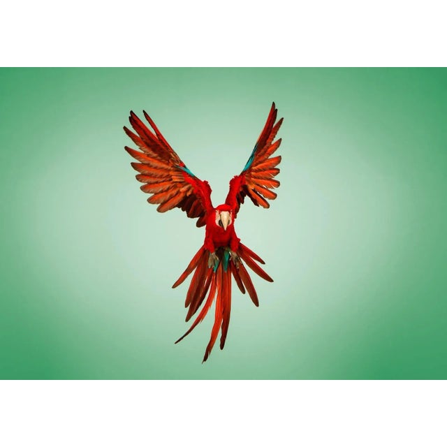 Tim Platt, Macaw #6, Limited Edition Fine Art Print, 2013 For Sale - Image 6 of 6