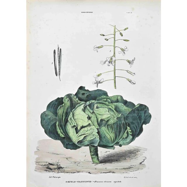 Vincenzo Tenore, The Cruciferous, Lithograph, 1870s For Sale