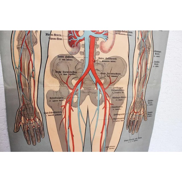 Illustration Anatomy Poster For Sale - Image 5 of 11