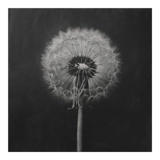 Dandelion No. 2 — Black and White Botanical Print After an Original 1950s Mezzotint, Unframed For Sale