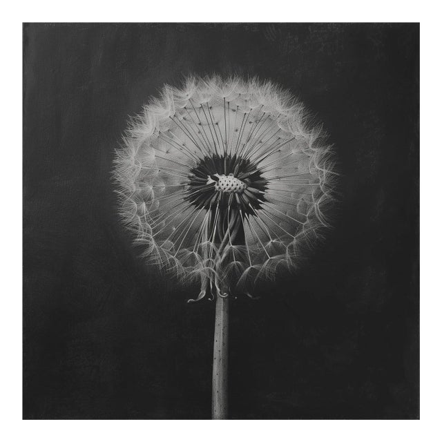 Dandelion No. 2 — Black and White Botanical Print After an Original 1950s Mezzotint, Unframed For Sale