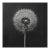 Dandelion No. 2 — Black and White Botanical Print After an Original 1950s Mezzotint, Unframed For Sale
