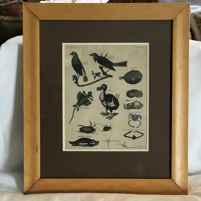 A pair of 19th C hand colored engravings of extinct species. They include the Dodo Bird, several insects and fish as well...