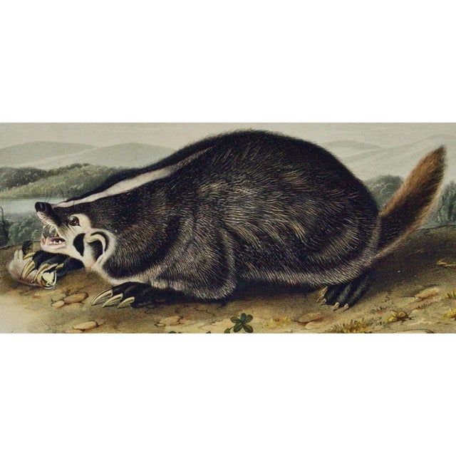 Audubon American Badger: An Original 19th Century Audubon Hand-Colored Lithograph, 1849-1854 For Sale - Image 4 of 4