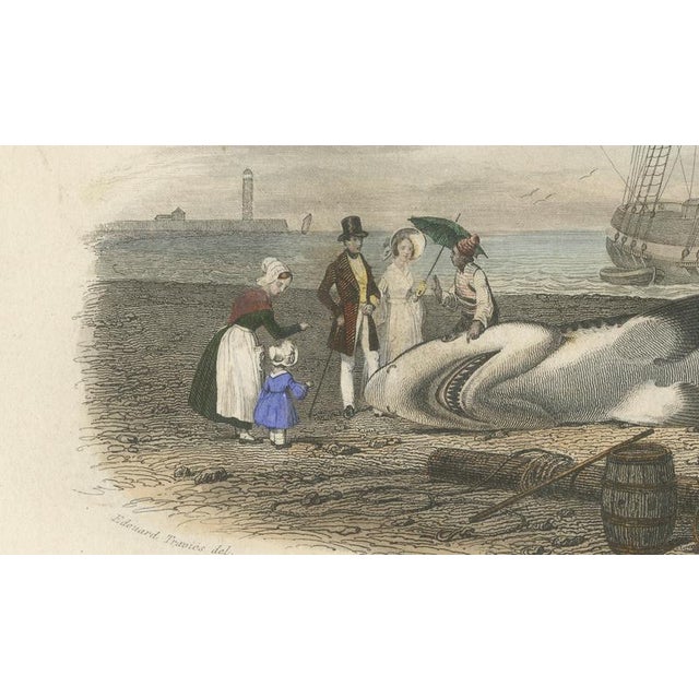 Mid 19th Century After Édouard Traviès, Le Requin (Shark), 1840, Hand-Colored Engraving For Sale - Image 5 of 10