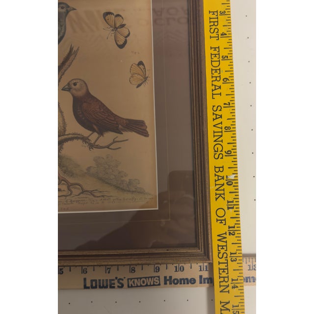 1758 Artist George Edwards, Gleanings of Natural History. Artist, engraver and colorer: Edwards