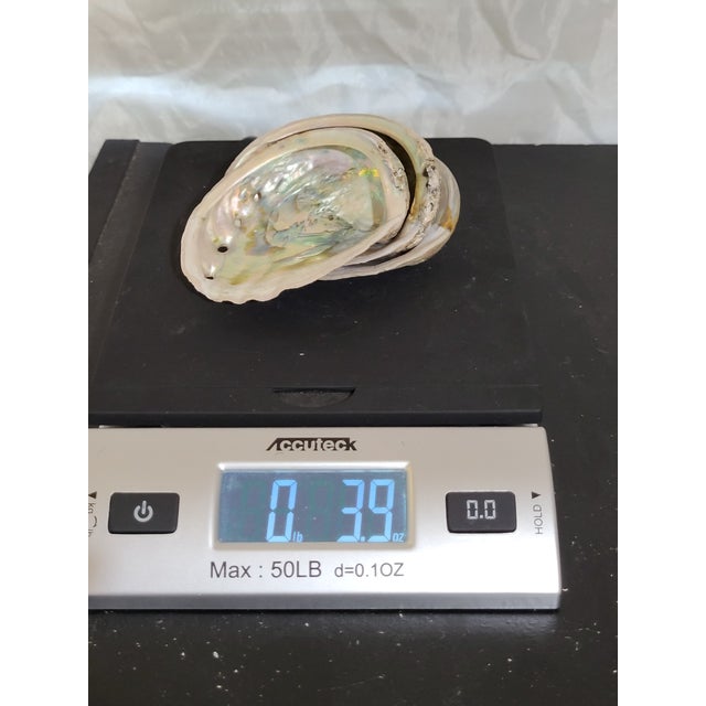 Silver Natural Abalone Shell Collection, Set 3 For Sale - Image 8 of 9