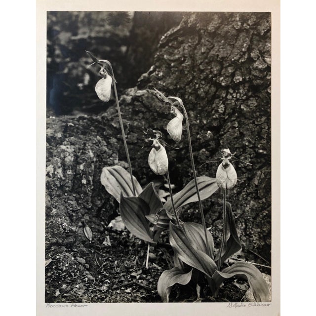 Samuel Gottscho, Vintage Silver Gelatin Signed Photograph Samuel Gottscho Garden Flowers Photo NY For Sale - Image 4 of 7