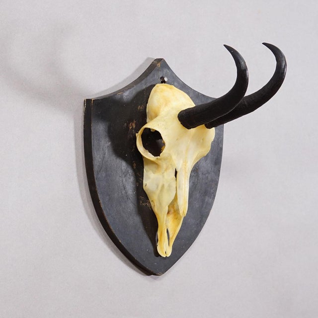 Rustic European Antique Black Forest Chamois Trophy on Black Plaque - Salem Germany 1876 For Sale - Image 3 of 6