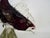 Red and Transparent Murano Blown Glass Fish from Made Murano Glass, 1970s For Sale - Image 6 of 11