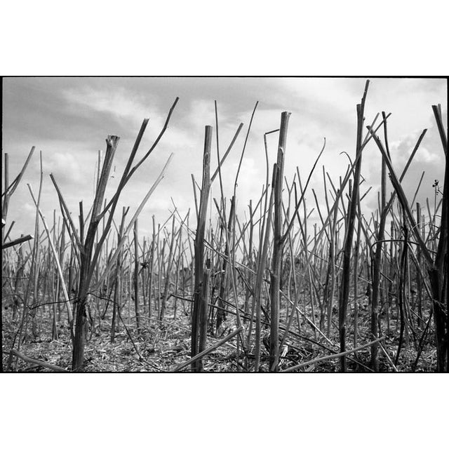 Contemporary Paul Cooklin, Stubble, Silver Gelatin Photograph, Limited Edition of 10 For Sale - Image 3 of 3