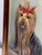 Victorian Yorkshire Terrier Portrait “Duchess” With Congo Pink Bow, 1987 — After the Style of John Emms For Sale - Image 3 of 18