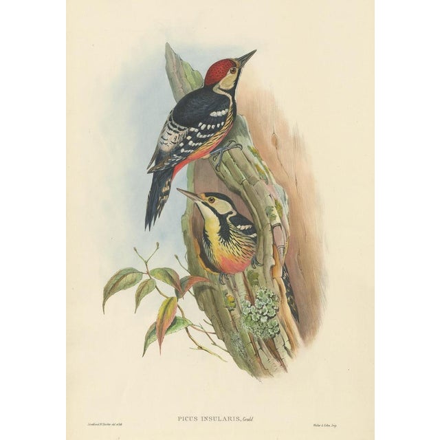 Antique bird print titled 'Picus Insularis'. Original lithograph of the Formosan Spotted Woodpecker. This print originates...