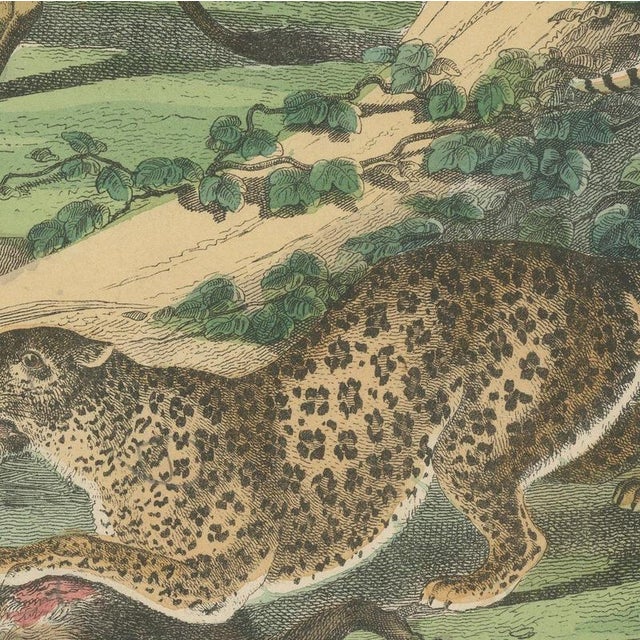 Antique Lion, Jaguar, Leopard and Cheetah Print by Kolb, 1890 For Sale - Image 6 of 12