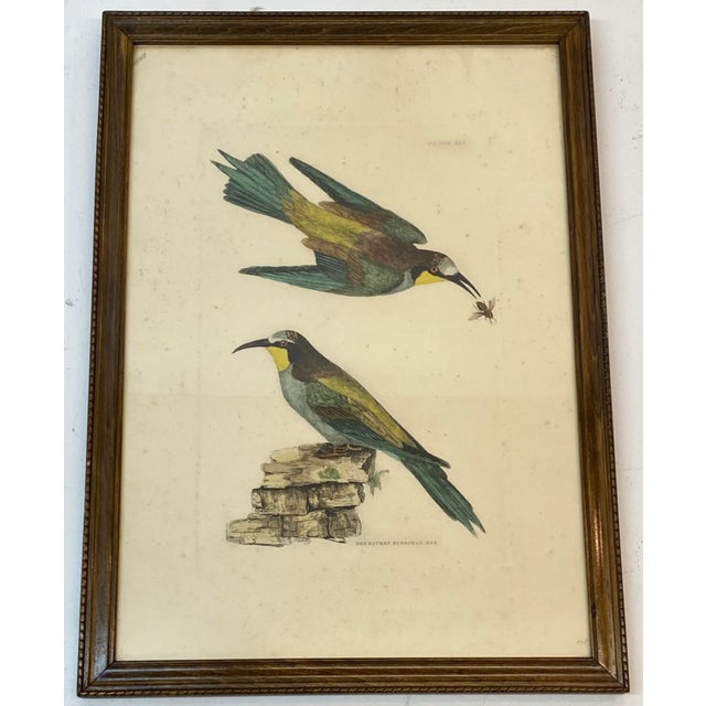 Prideaux John Selby "Bee Eaters European M&f" Hand Colored Etching C.1820s For Sale - Image 12 of 12