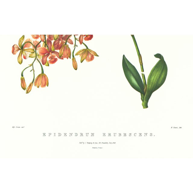 Realism Large 1973 Orchid Flower Lithograph "Epidendrum Erubescens" (Blushing Epidendrum) After James Bateman For Sale - Image 3 of 6