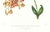 Realism Large 1973 Orchid Flower Lithograph "Epidendrum Erubescens" (Blushing Epidendrum) After James Bateman For Sale - Image 3 of 6