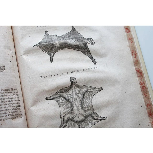 De Indiae Utriusque Re Naturali Et Medica Libri Quatuordecim For Sale - Image 11 of 13