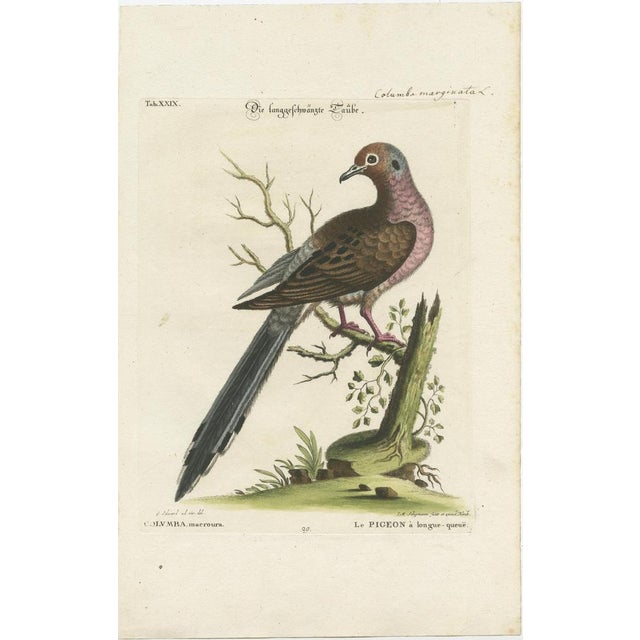 After George Edwards, Exotic Pigeons, Hand-Colored Engravings, 1770s, Set of 3 For Sale - Image 5 of 10