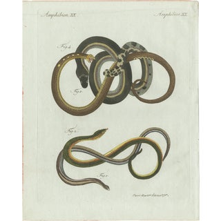Bertuch, Four Slow Worms and Legless Lizards, 1802, Engraving For Sale