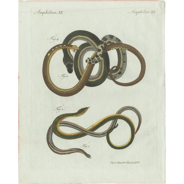 Bertuch, Four Slow Worms and Legless Lizards, 1802, Engraving For Sale