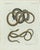 Bertuch, Four Slow Worms and Legless Lizards, 1802, Engraving For Sale
