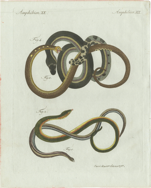 Bertuch, Four Slow Worms and Legless Lizards, 1802, Engraving