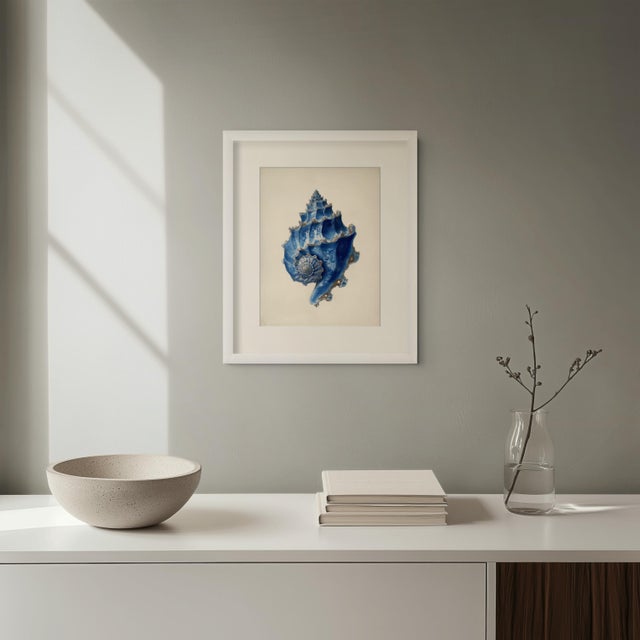 Set of 6 – Blue and White Conch Shells Collection | Coastal Natural History Fine Art Prints For Sale - Image 14 of 14