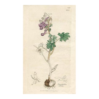 1840s, Bird-in-a-Bush Botanical Print by James Sowerby, Original Antique Botanical Print, Engraving, Hand Colored, England For Sale