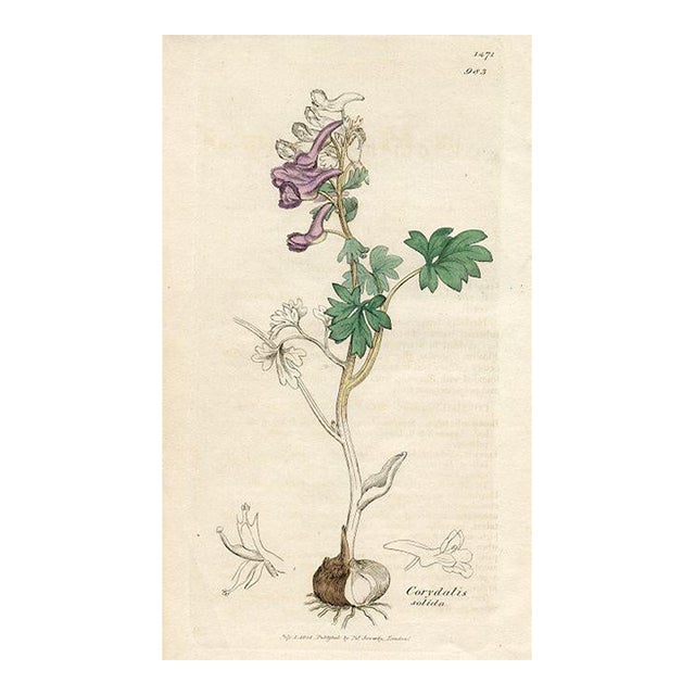 1840s, Bird-in-a-Bush Botanical Print by James Sowerby, Original Antique Botanical Print, Engraving, Hand Colored, England For Sale