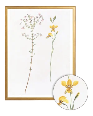 Celerie Kemble Curated Australian Botanical I (24x30) in Gold Frame