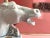 1950s Ceramic Roman Horse Head Lamp & Shade by Phil-Mar Lamps For Sale - Image 10 of 18