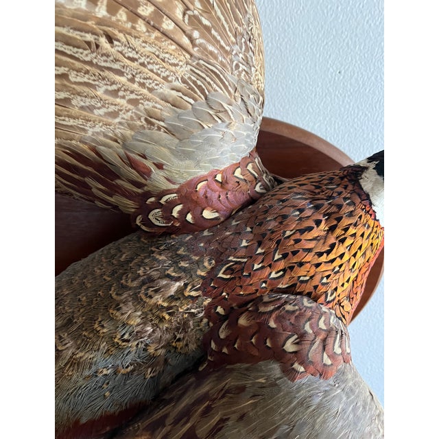 Vintage 1973 Flying Ring-Necked Pheasant Taxidermy Wall Mount With Provenance Plaque For Sale - Image 9 of 9
