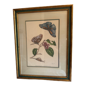Antique Maria Merian Butterflies Plate #25, P. Huyter Sculp, Engraver