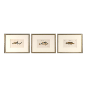 Three 18th Century Color Engraved Fish Plates, Peter Mazell United Kingdom, Active 1761-1797