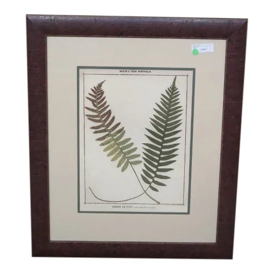 Traditional W. King Ambler Framed Fern Print W. Walnut Frame Chairish