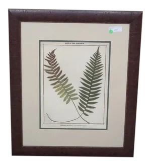 Traditional W. King Ambler Framed Fern Print W. Walnut Frame