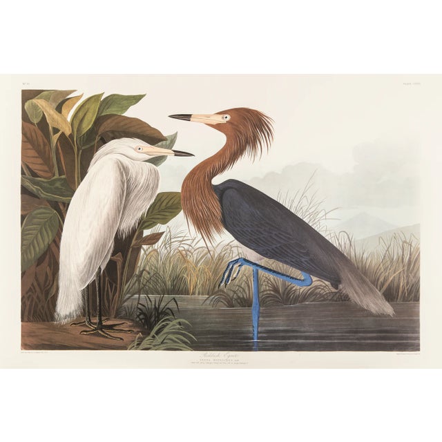 1980s The Abbeville Press Edition of the Reddish Egret or Purple Heron (Plate 256) From the Birds of America by John James Audubon For Sale