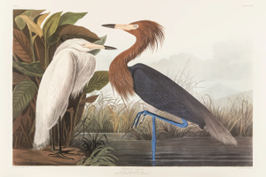 1980s The Abbeville Press Edition of the Reddish Egret or Purple Heron (Plate 256) From the Birds of America by John James Audubon