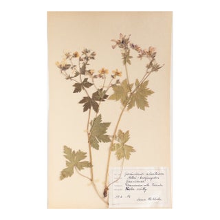 Vintage Swedish Herbarium - Geranium, Circa 1958 For Sale