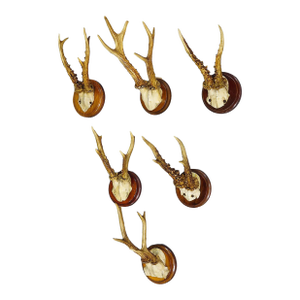 Set of Six Roe Deer Trophies on Turned Plaques Germany Ca. 1900s