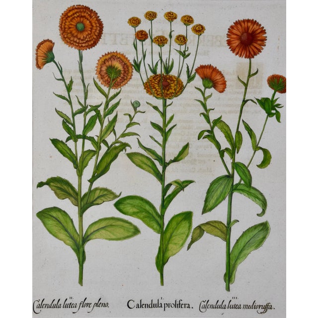 This is a hand-colored copper plate engraving depicting "Calendula prolifera; Calendula lutea flore pleno; Calendula lute...