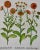 This is a hand-colored copper plate engraving depicting "Calendula prolifera; Calendula lutea flore pleno; Calendula lute...