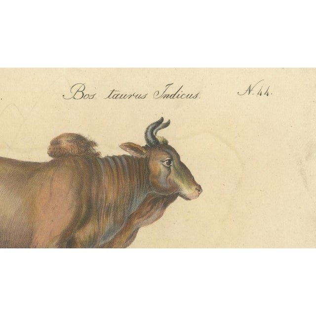 Karl Joseph Brodtmann, Indian Zebu Bull and Extinct Aurochs, 1816, Lithograph For Sale - Image 6 of 9
