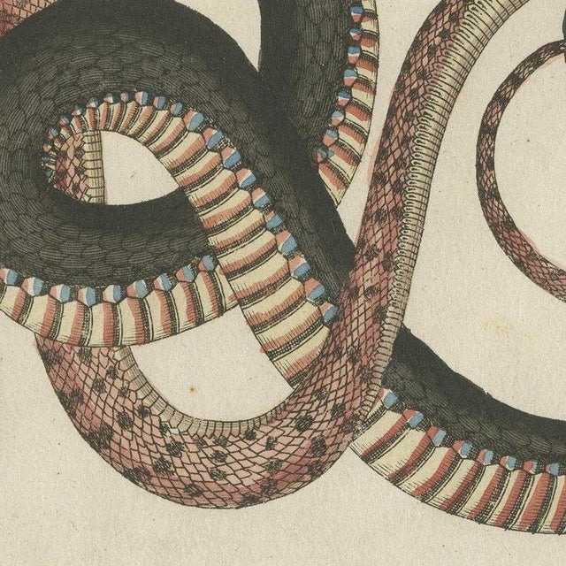Paper Bertuch, Four Intertwined Snakes, 1805, Print For Sale - Image 7 of 12