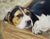American Anita Baarns - Cute Foxhound Puppy Relaxing -Oil Painting For Sale - Image 3 of 8